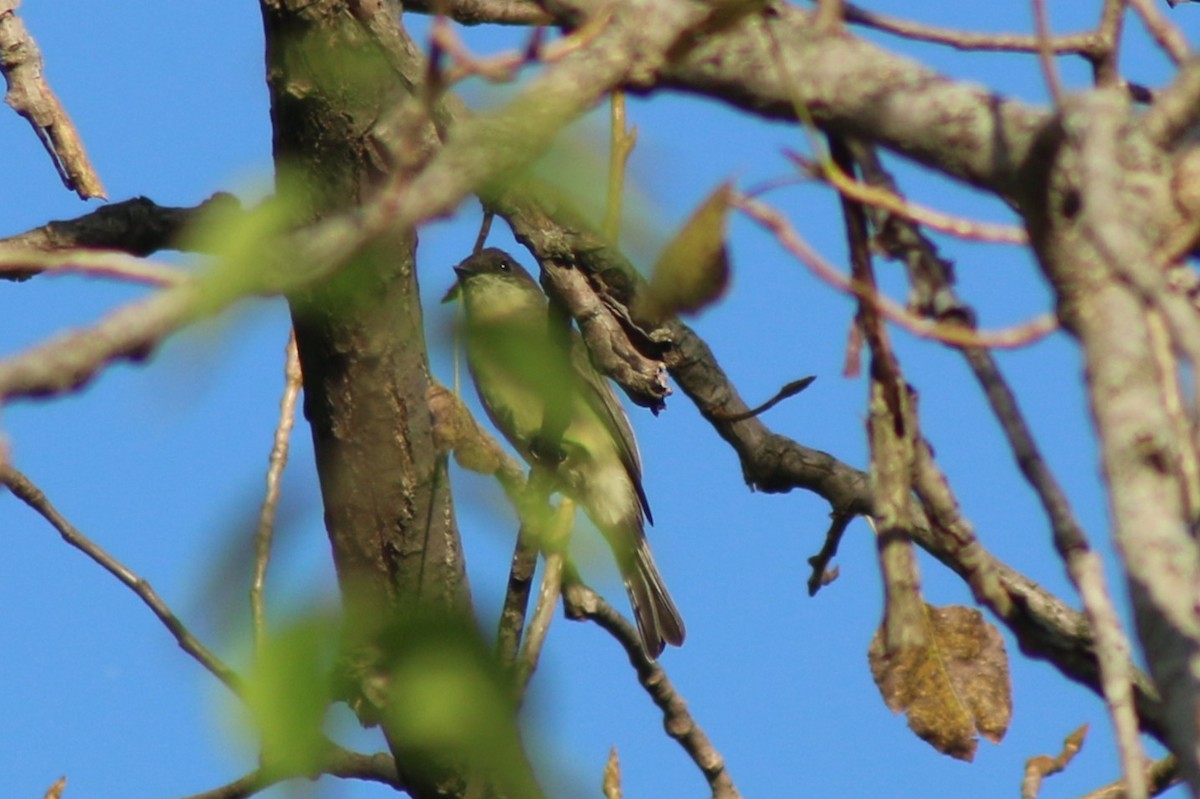 Eastern Phoebe - ML643571649