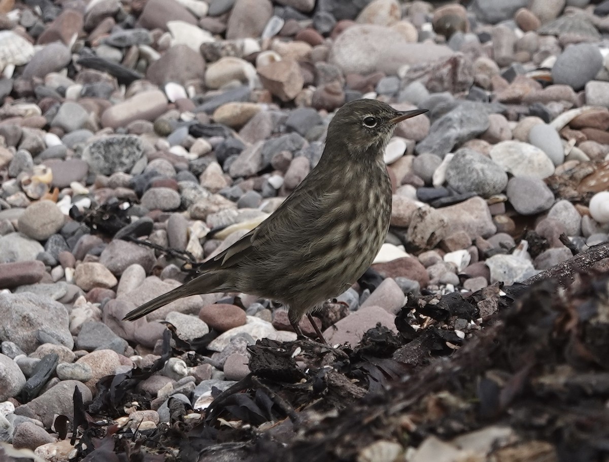 Rock Pipit - ML643571651