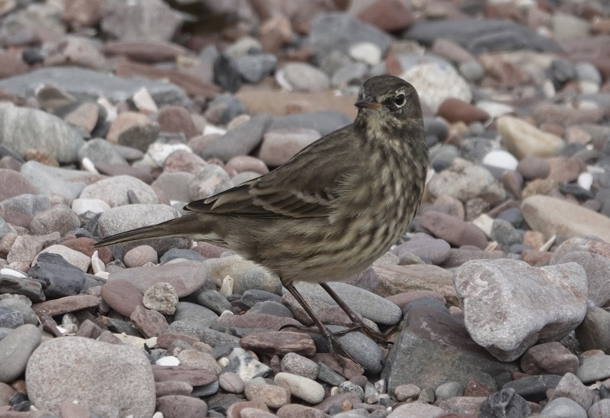 Rock Pipit - ML643571652