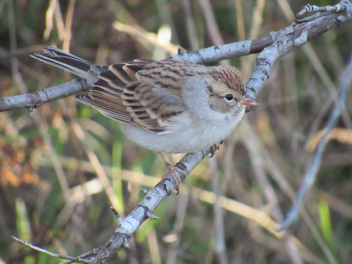 Chipping Sparrow - ML643571655