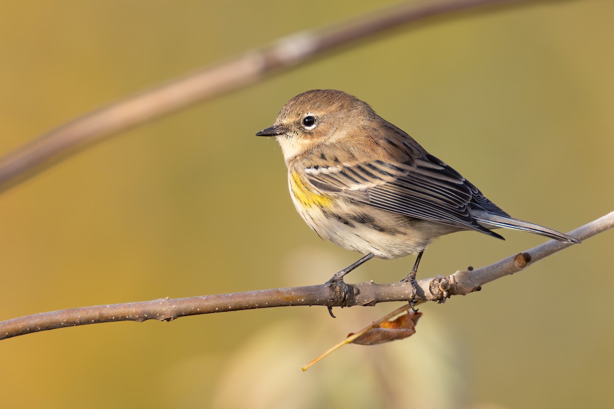 Yellow-rumped Warbler - ML643571656