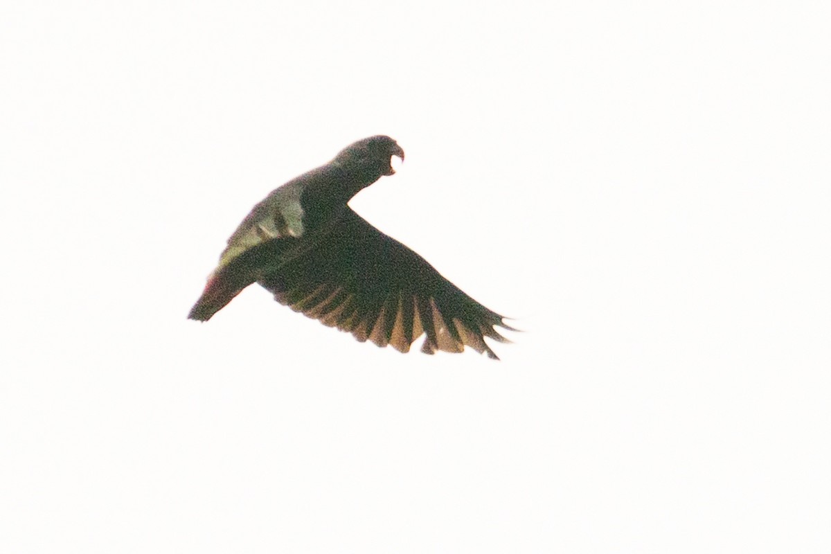 Red-billed Parrot - ML643571661