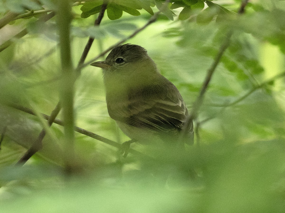 Northern Beardless-Tyrannulet - ML643571663