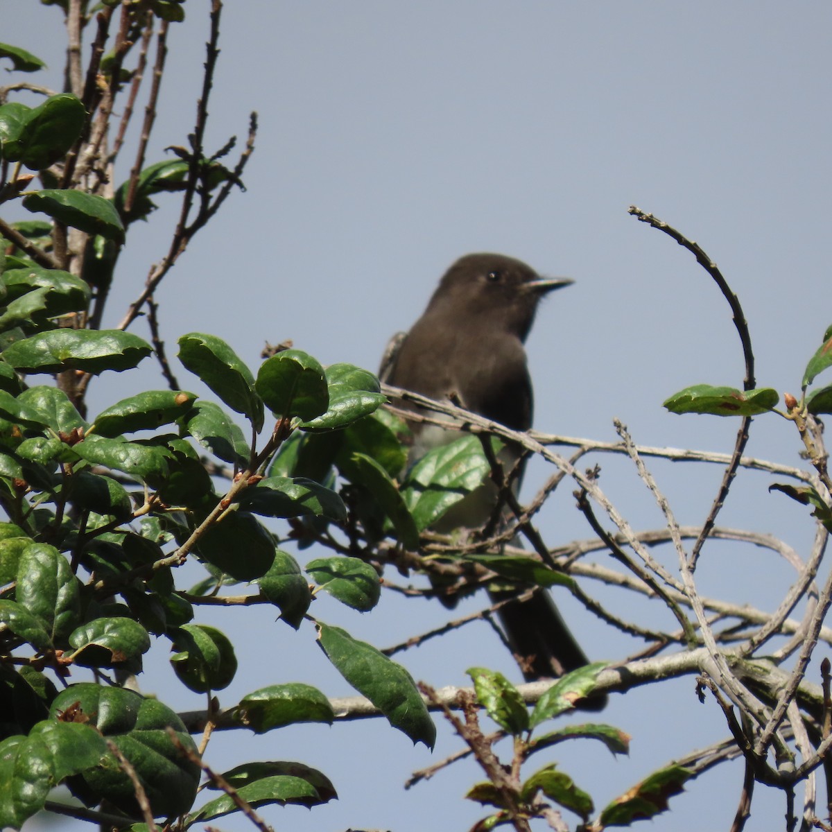 Black Phoebe - ML643571666