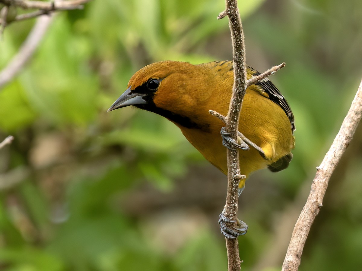 flammetrupial (pustulatus gr.) - ML643571675