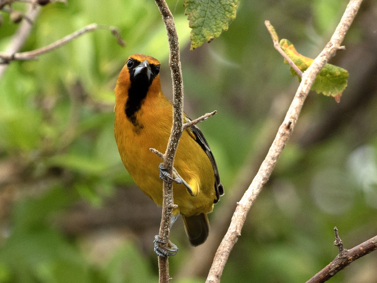 flammetrupial (pustulatus gr.) - ML643571681