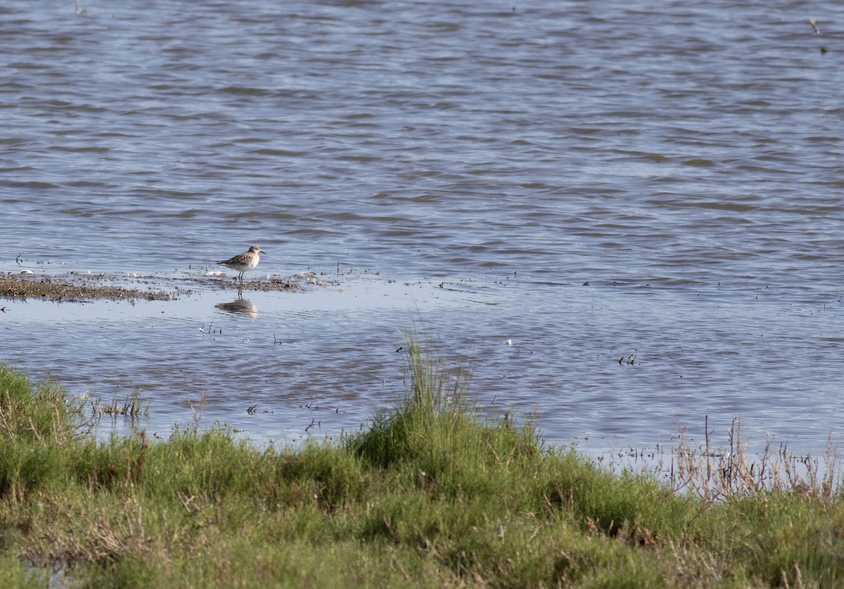 Sharp-tailed Sandpiper - ML643571700