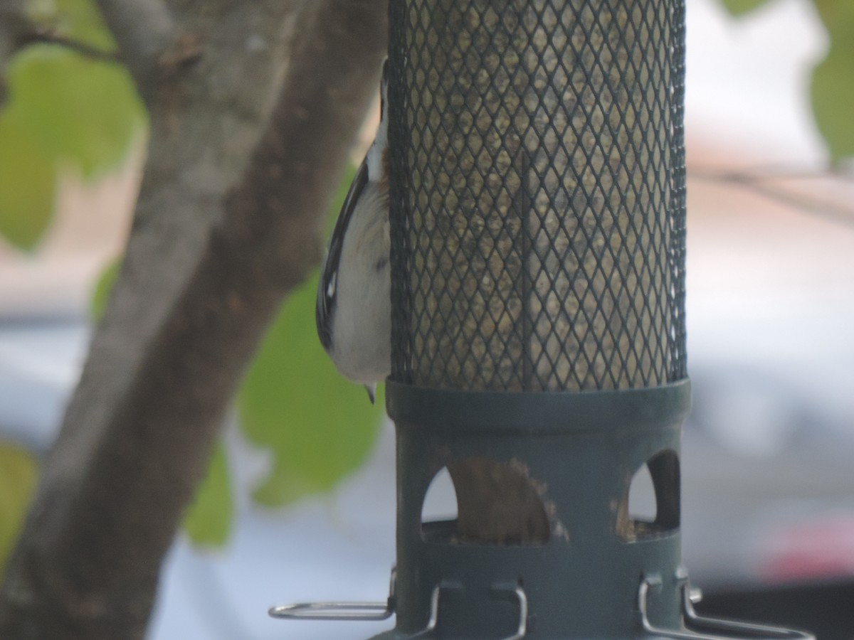White-breasted Nuthatch - ML643571703