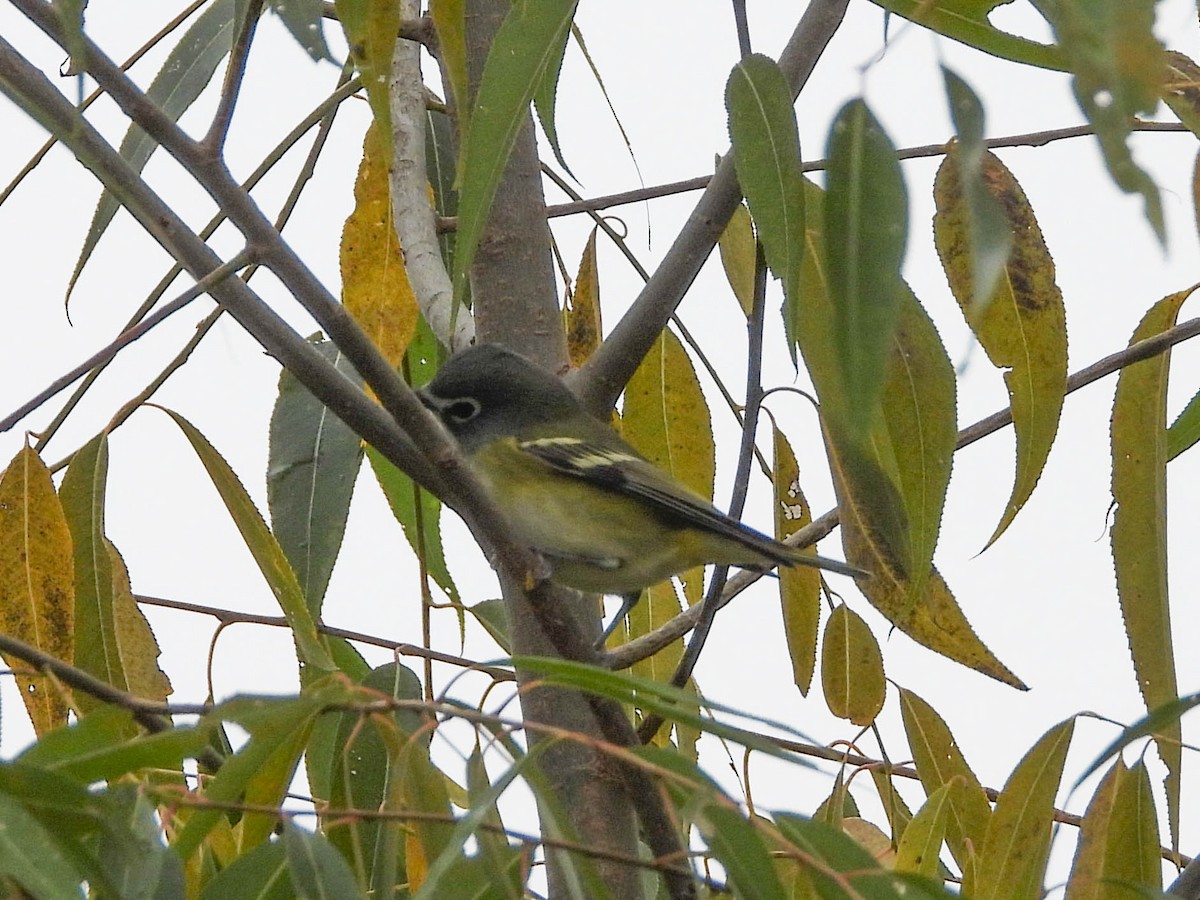eremittvireo - ML643571705