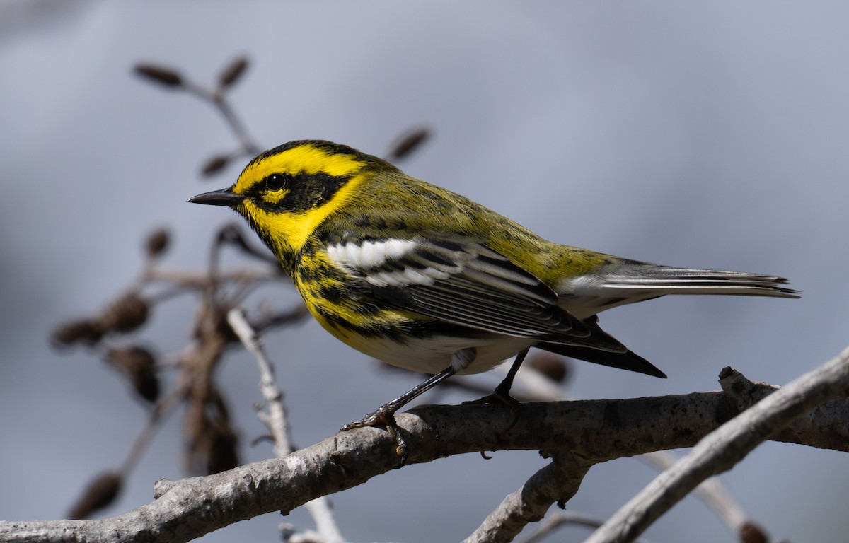 Townsend's Warbler - ML643571711