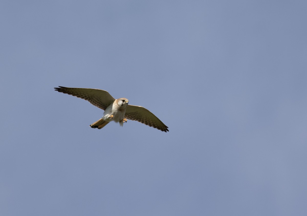 Nankeen Kestrel - ML643571713