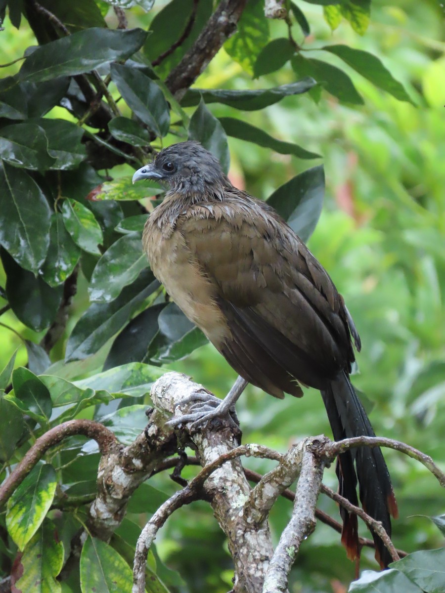 Rufous-vented Chachalaca - ML643571717