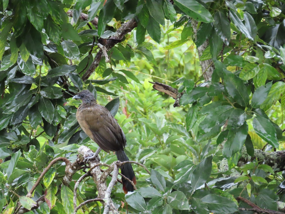 Rufous-vented Chachalaca - ML643571722
