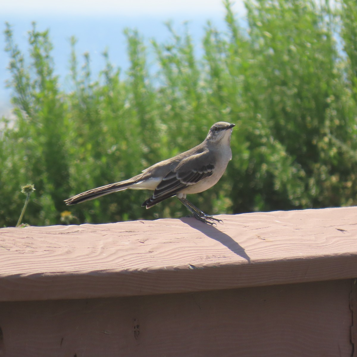 Northern Mockingbird - ML643571727