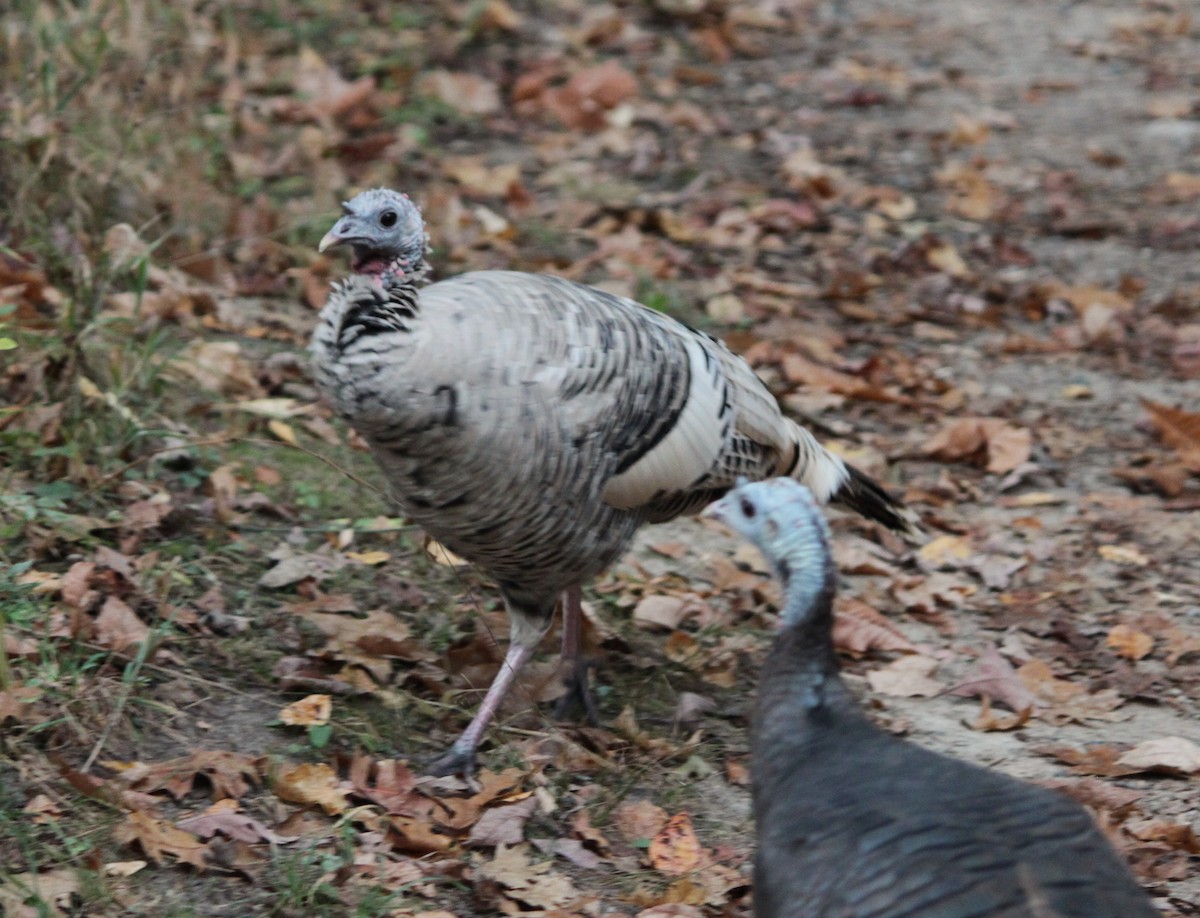 Guajolote Gallipavo - ML643571731