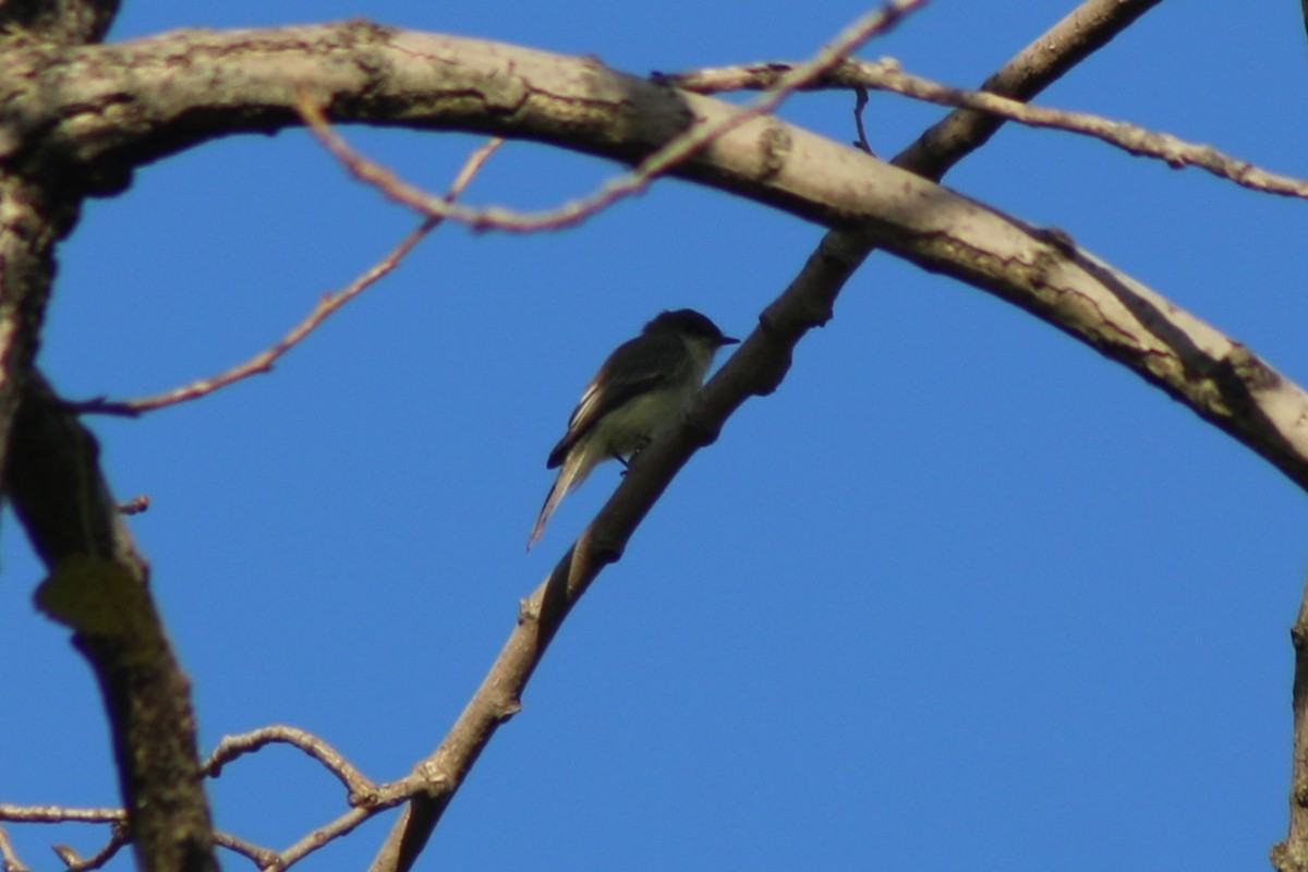 Eastern Phoebe - ML643571732