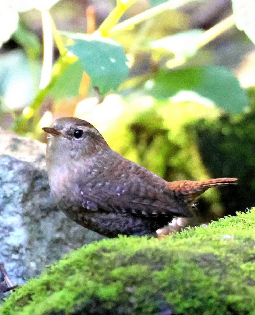 Troglodyte des forêts - ML643571737