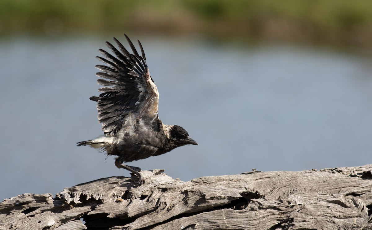Australian Magpie - ML643571738