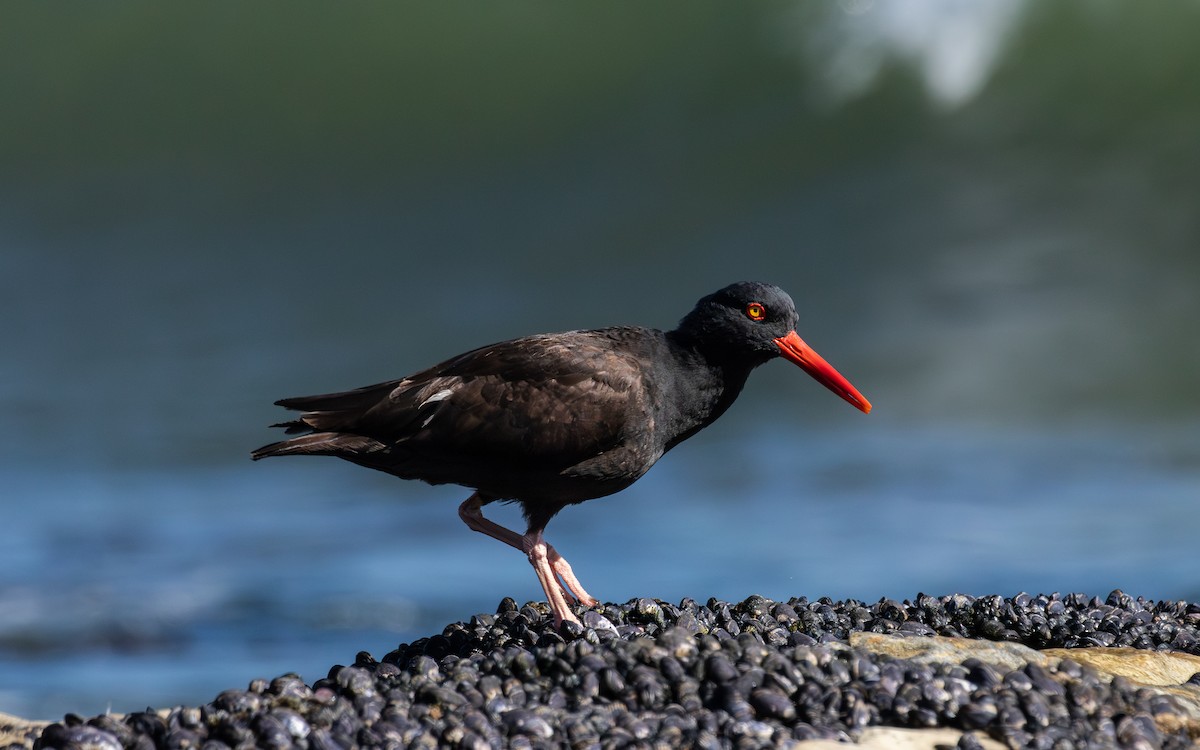 Black Oystercatcher - ML643571745