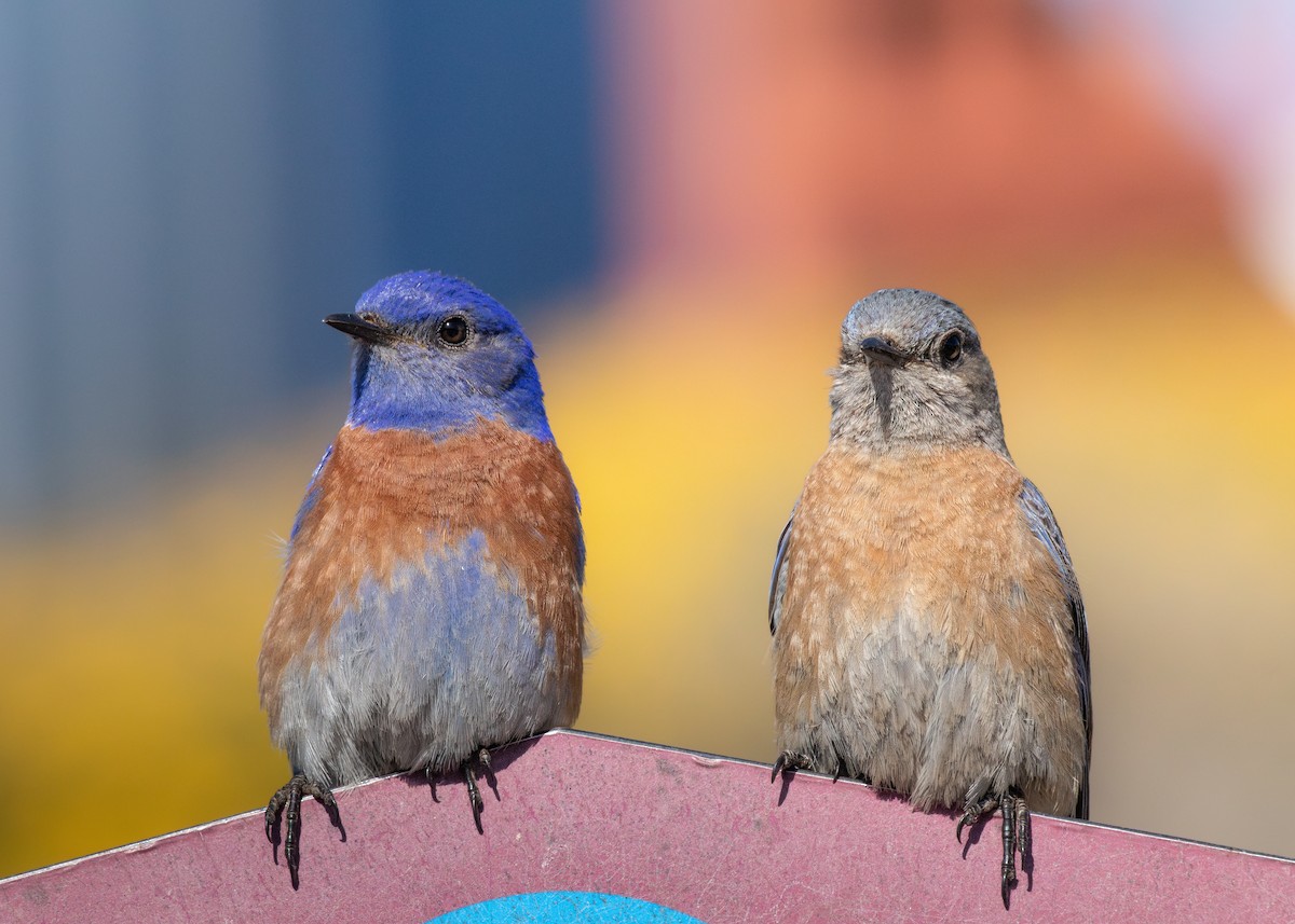 Western Bluebird - ML643571747