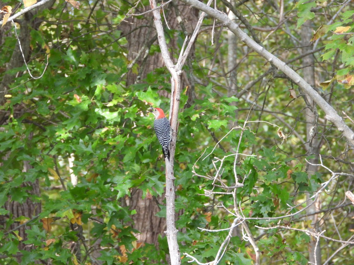 Red-bellied Woodpecker - ML643571751