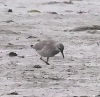 polarsnipe - ML643571753