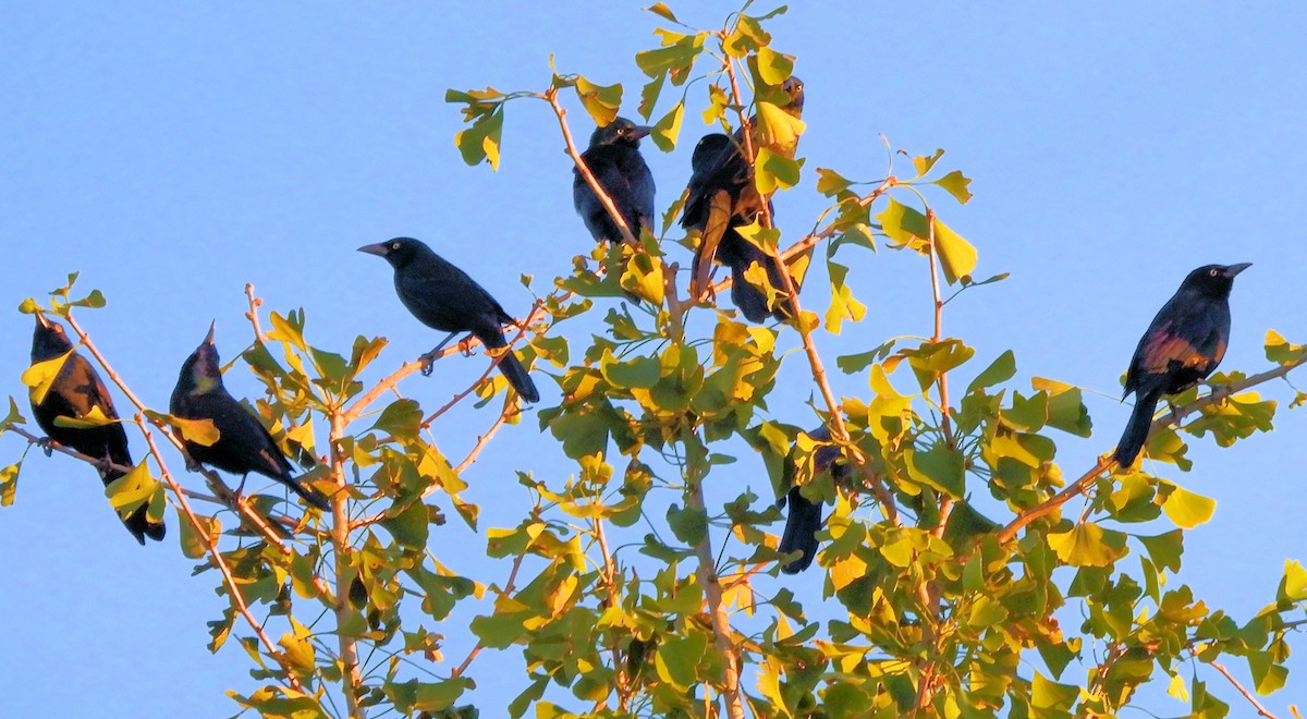 Common Grackle - ML643571756
