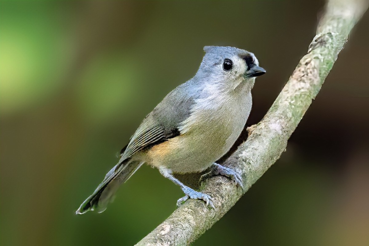 Tufted Titmouse - ML643571759