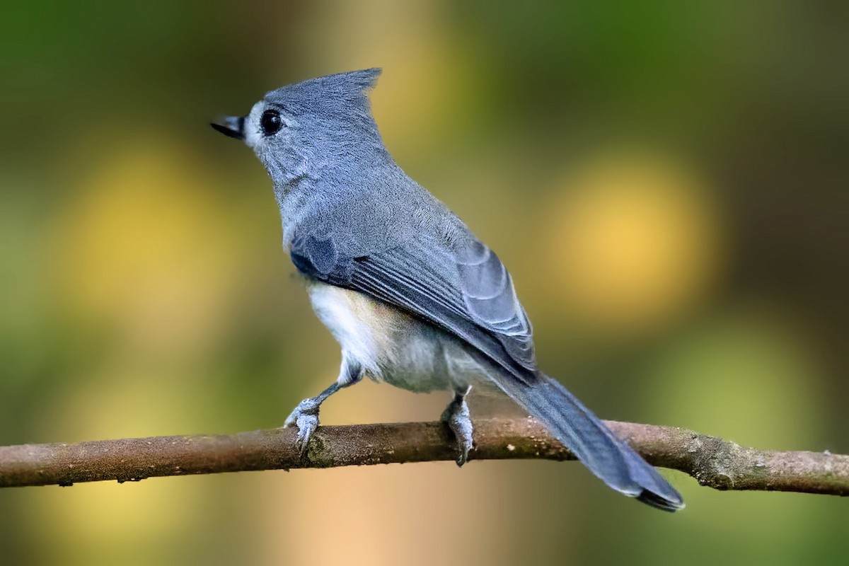 Tufted Titmouse - ML643571760