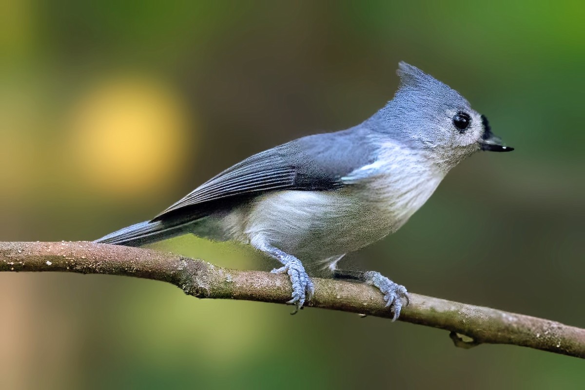 Tufted Titmouse - ML643571761