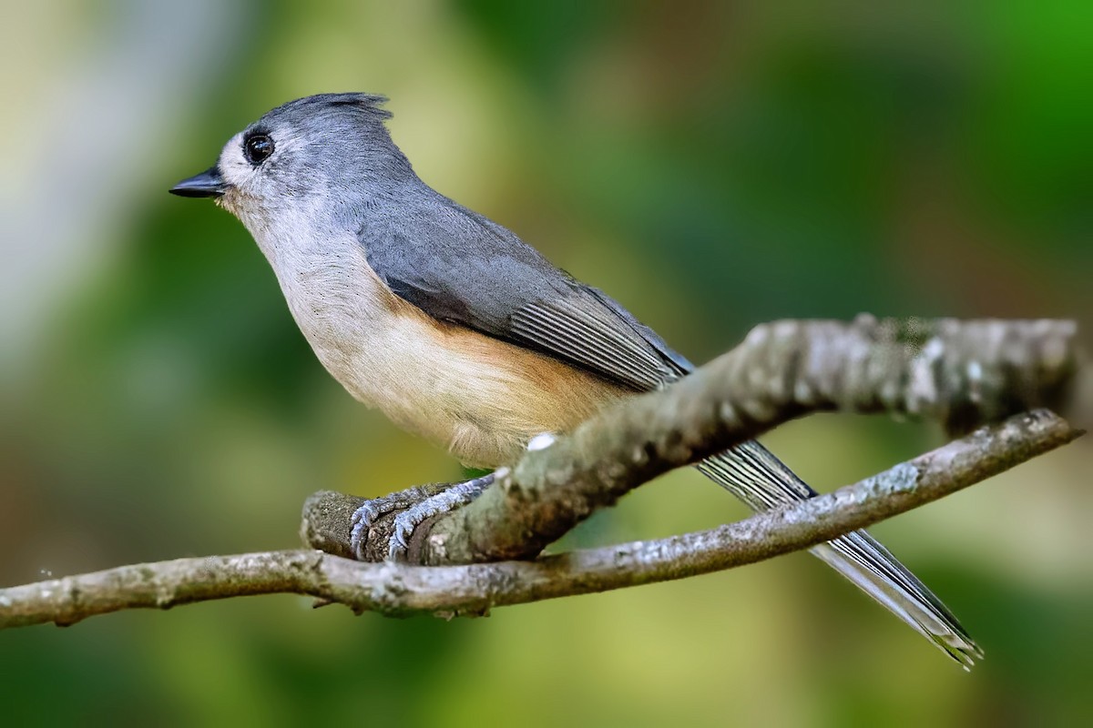 Tufted Titmouse - ML643571762