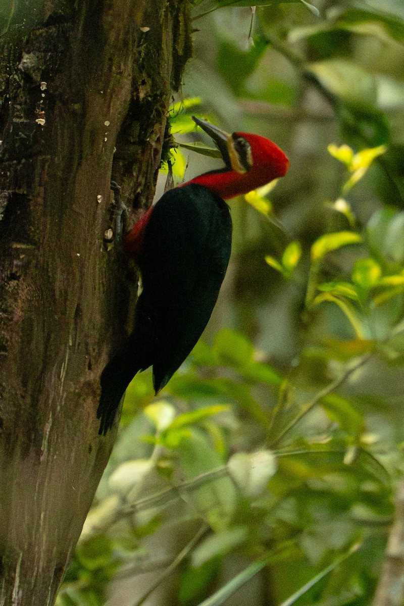Crimson-bellied Woodpecker - ML643571763