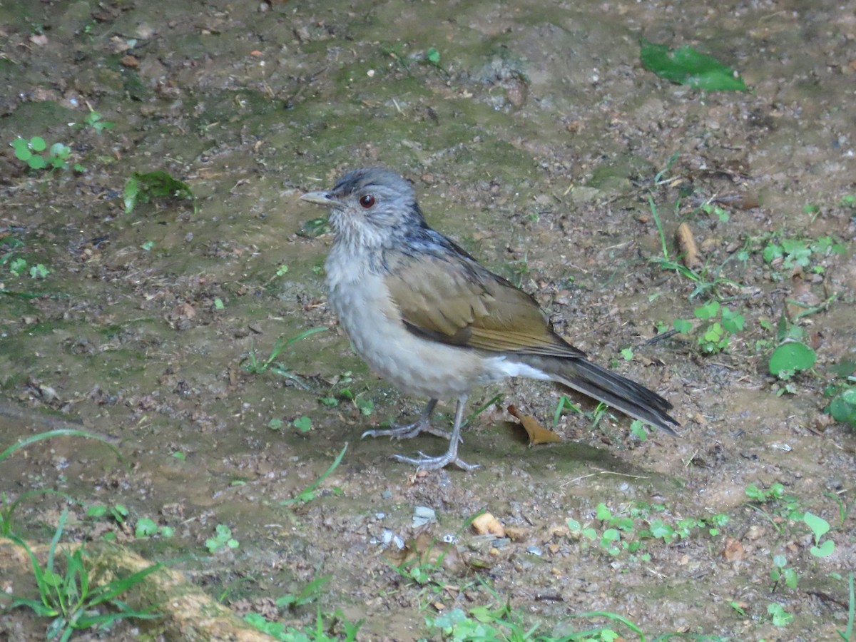 Pale-breasted Thrush - ML643571764