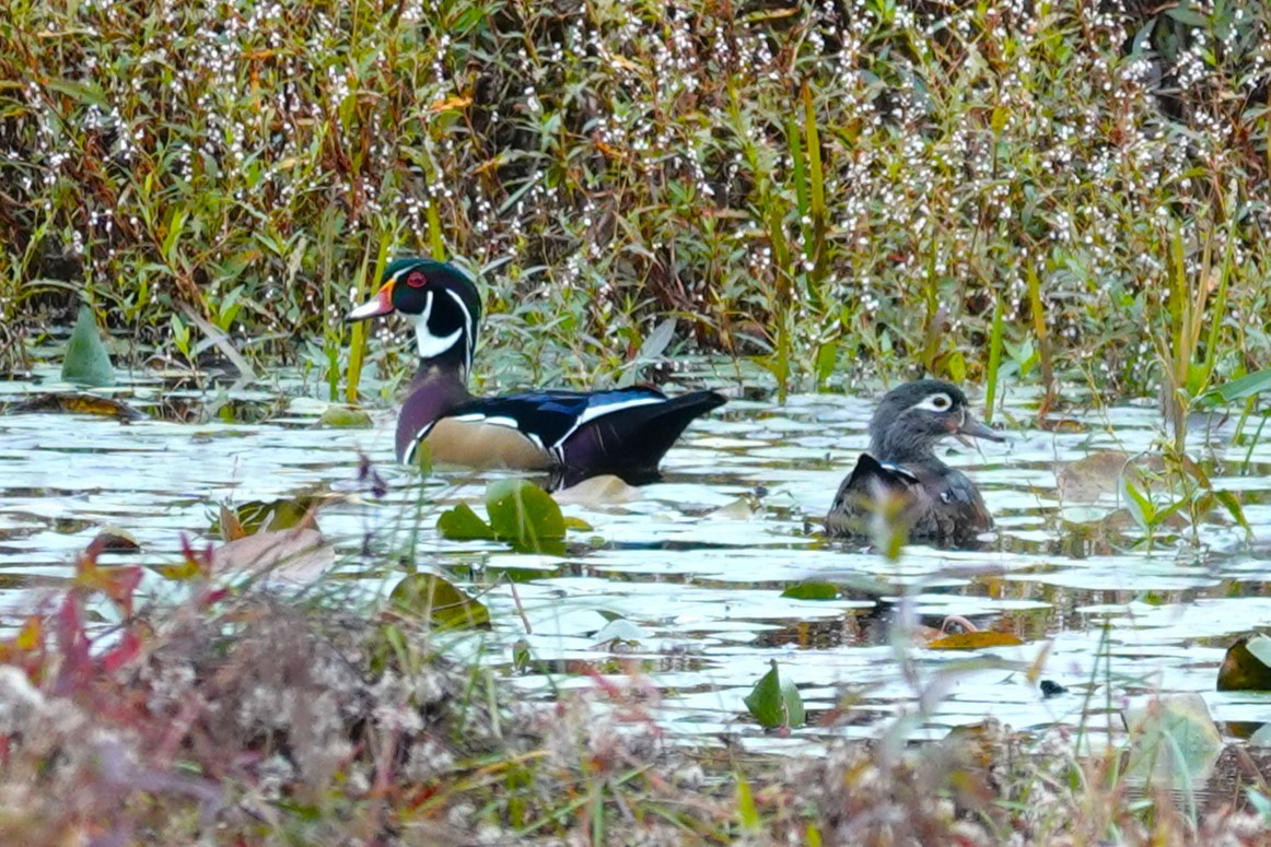 Wood Duck - ML643571769
