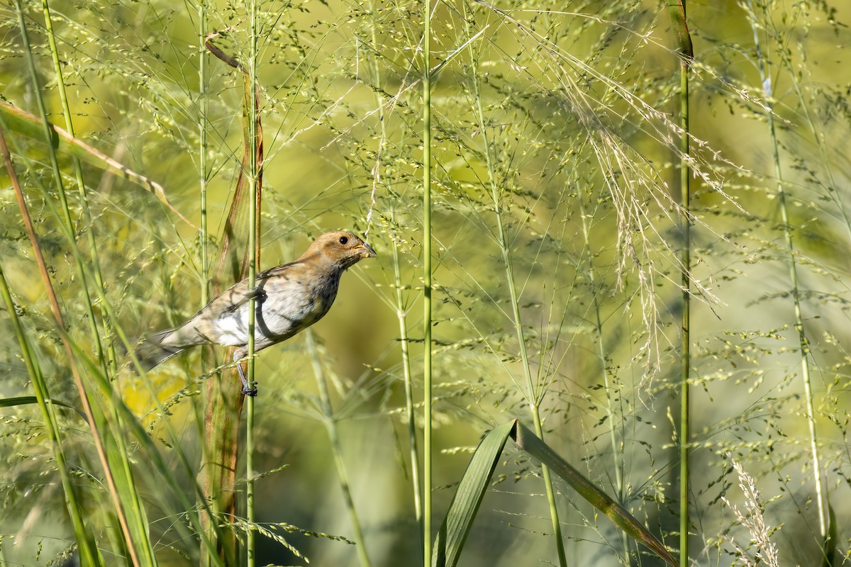 Indigo Bunting - ML643571770