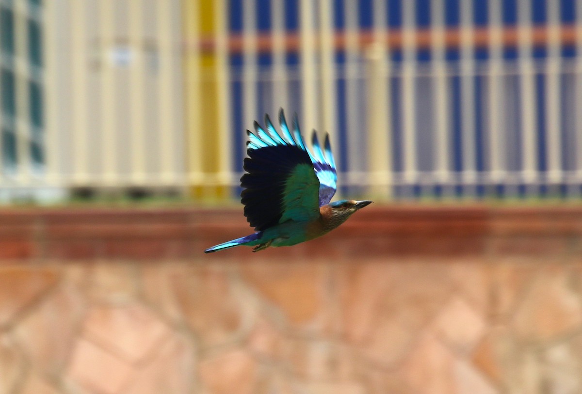 Rollier indien - ML643571771