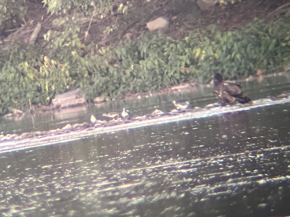 Greater Yellowlegs - ML643571790