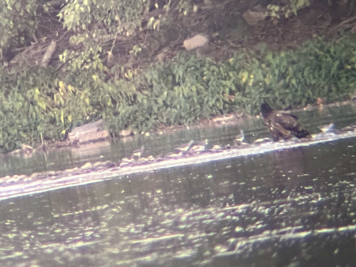 Greater Yellowlegs - ML643571792