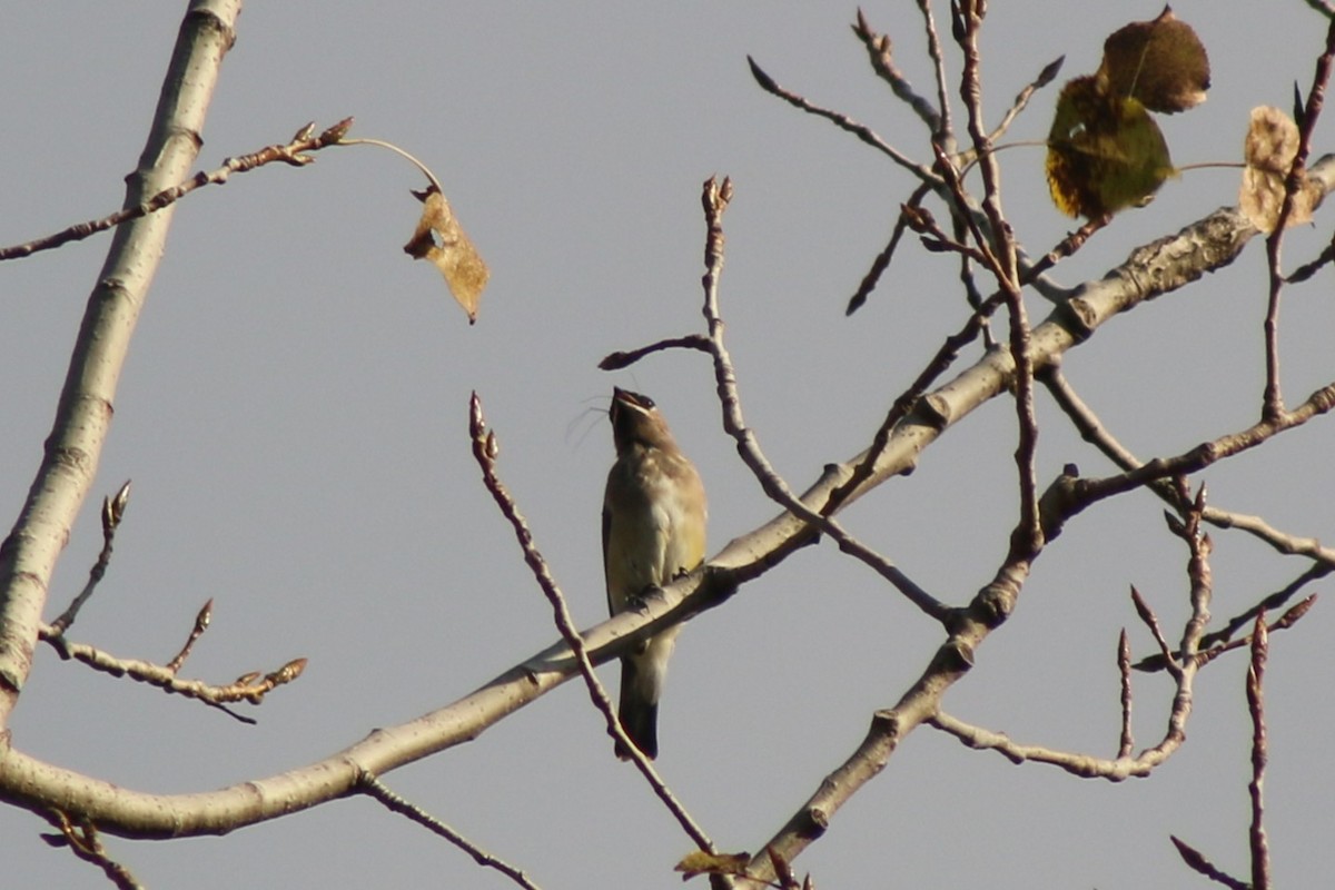 Cedar Waxwing - ML643571807