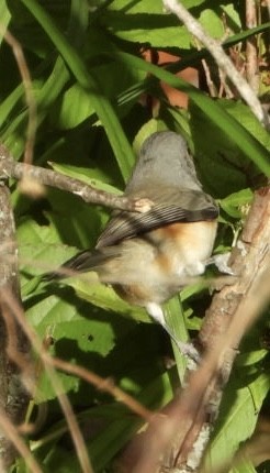 Tufted Titmouse - ML643571811