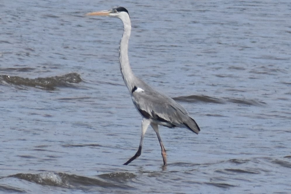 Cocoi Heron - ML643571813