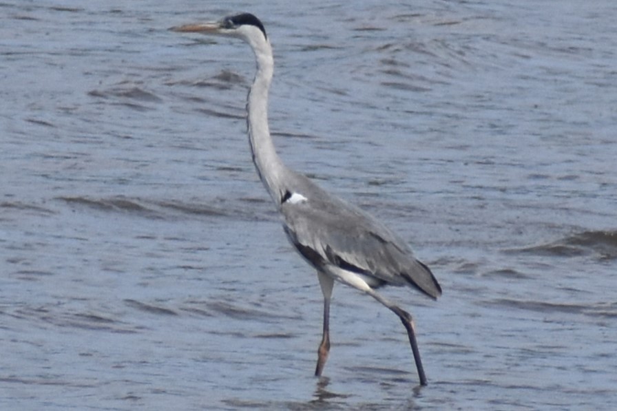 Cocoi Heron - ML643571814