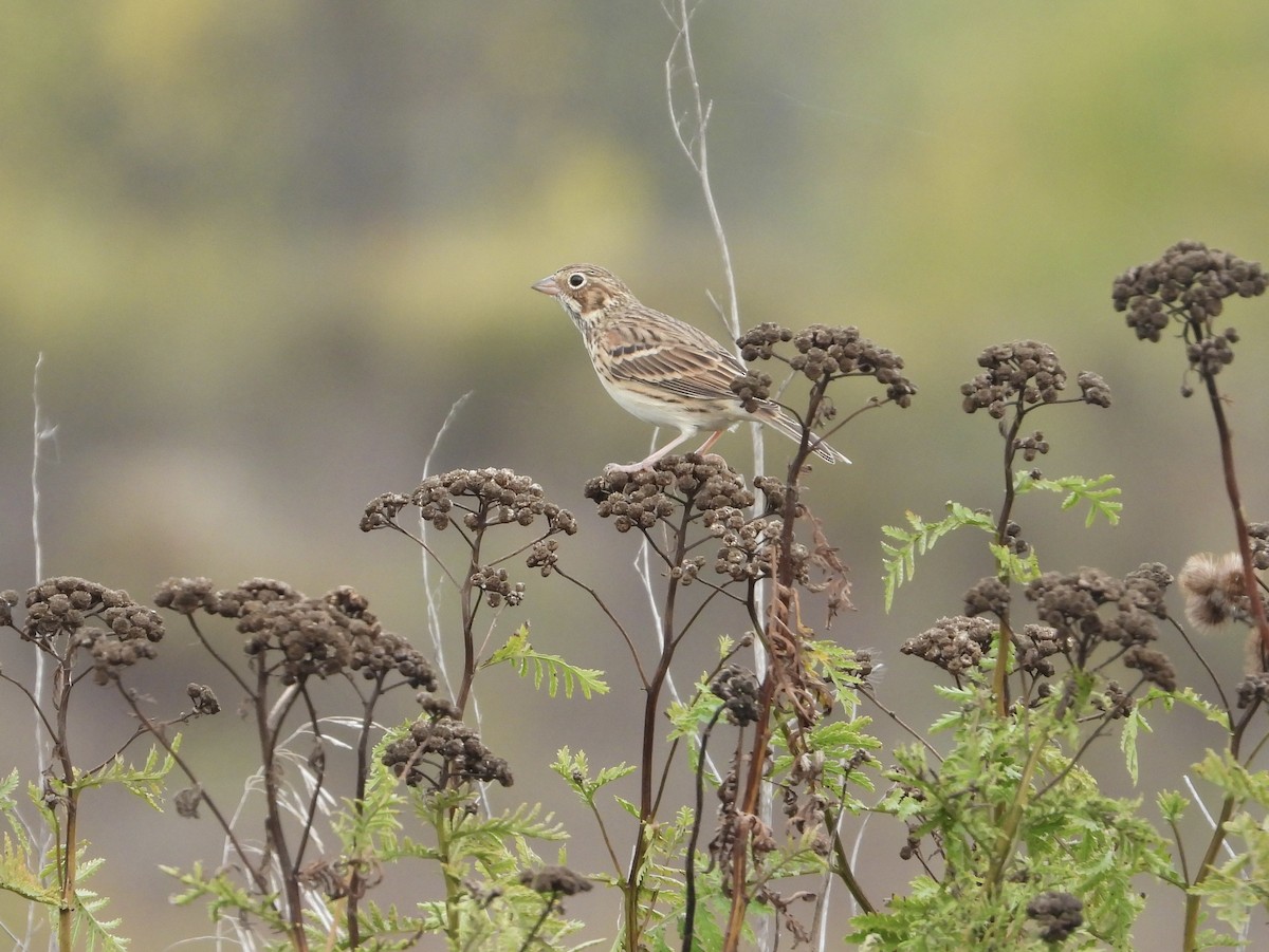 Vesper Sparrow - ML643571823