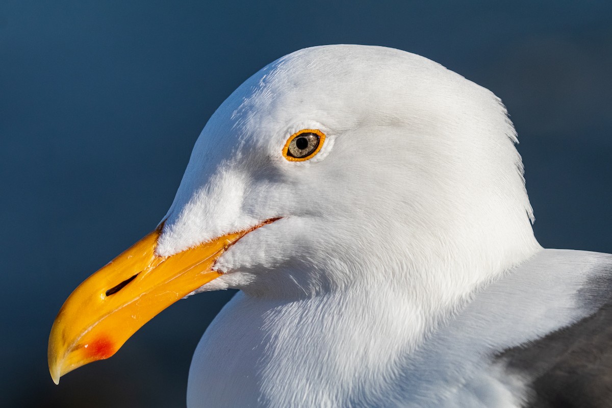 Western Gull - ML643571824