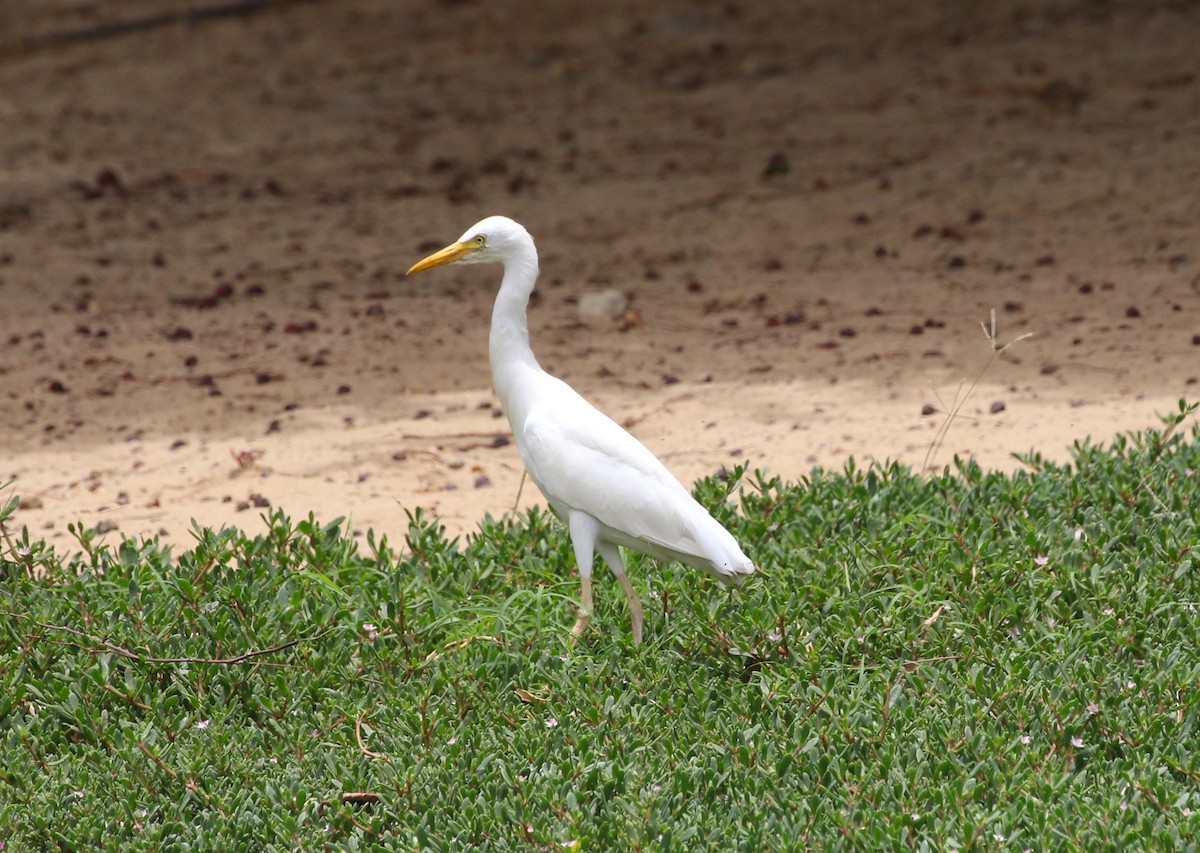 Héron garde-boeufs - ML643571833