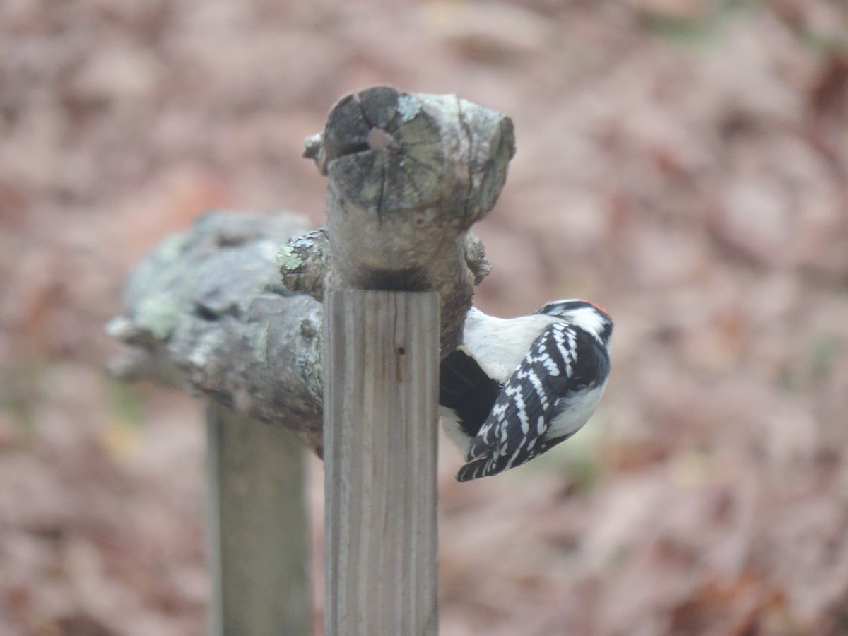 Downy Woodpecker - ML643571840