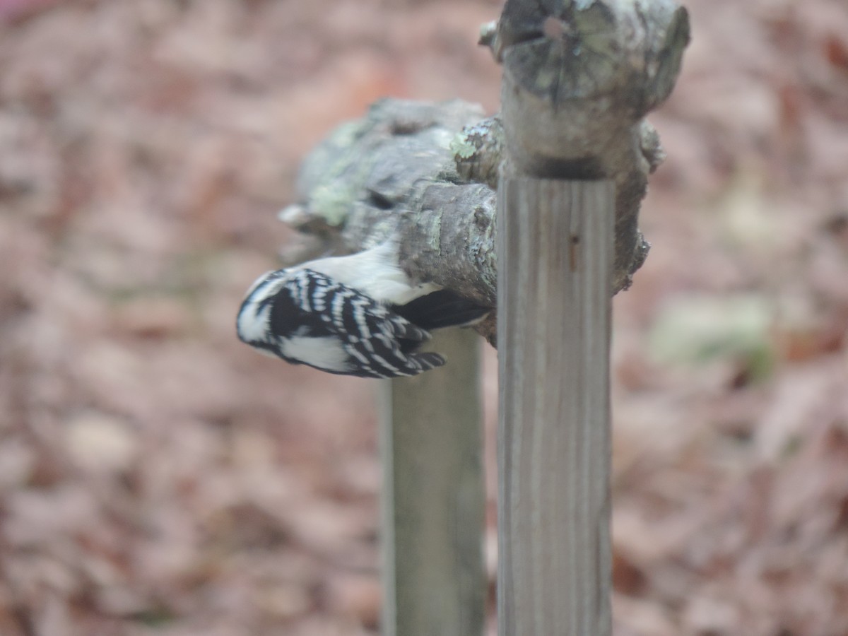 Downy Woodpecker - ML643571841