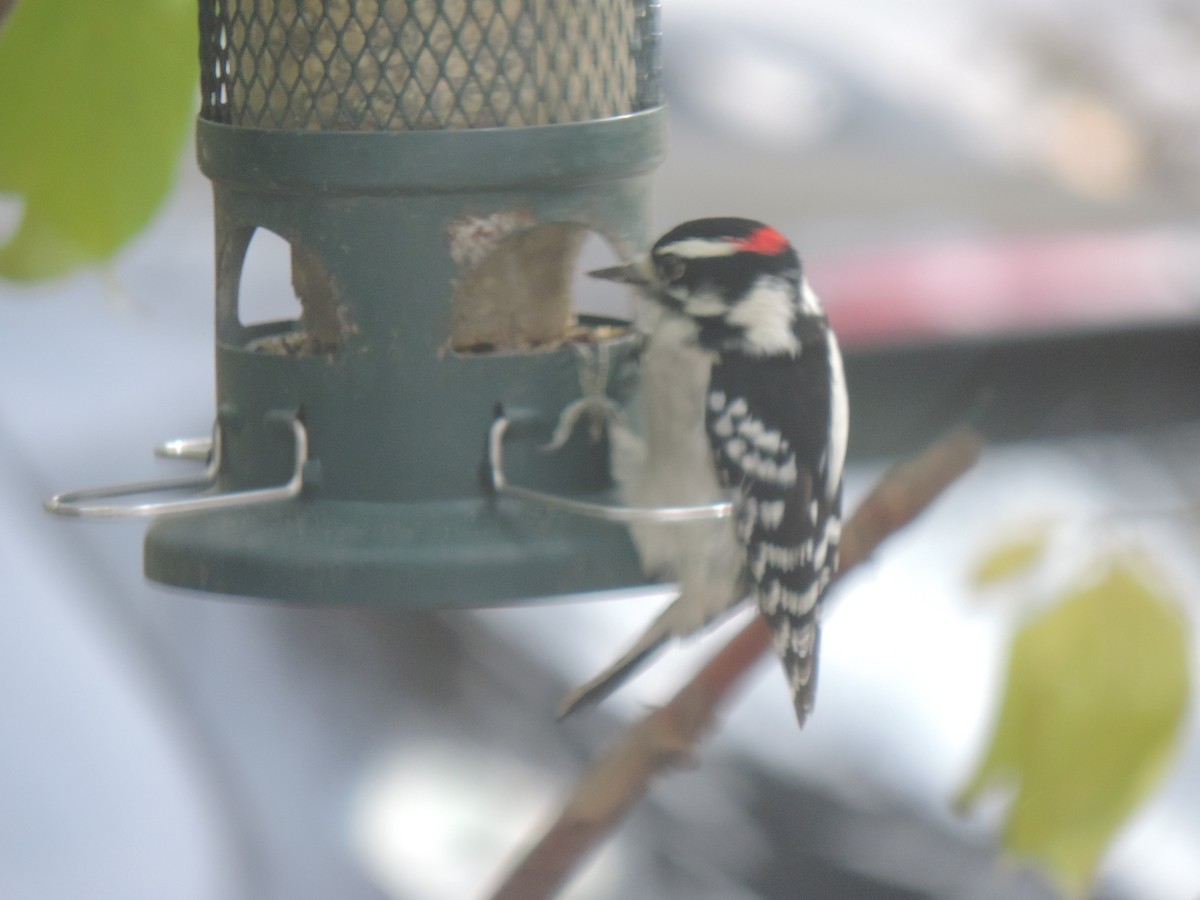 Downy Woodpecker - ML643571842