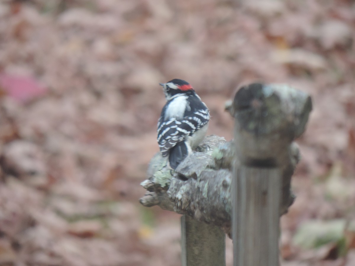 Downy Woodpecker - ML643571843