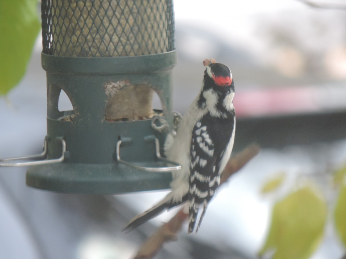 Downy Woodpecker - ML643571844